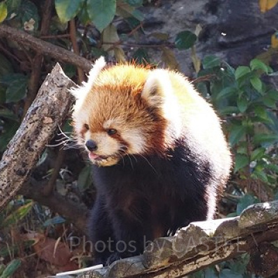 ズーラシアの人気者レッサーパンダ