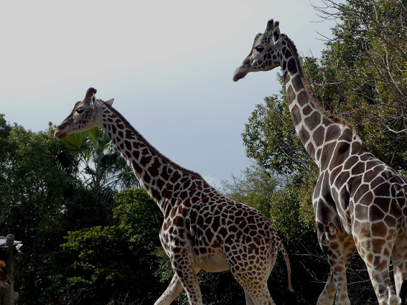 【2025】天王寺動物園の料金＆割引を解説！コンビニ前売り割引はある？