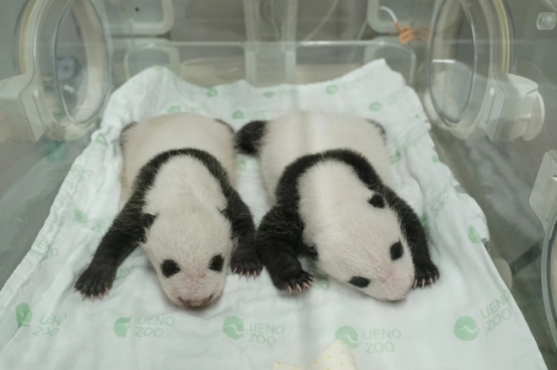 上野動物園 双子パンダ ぬいぐるみ シャオシャオ レイレイ 生後10日 33-day-old-twins-p99035.webp