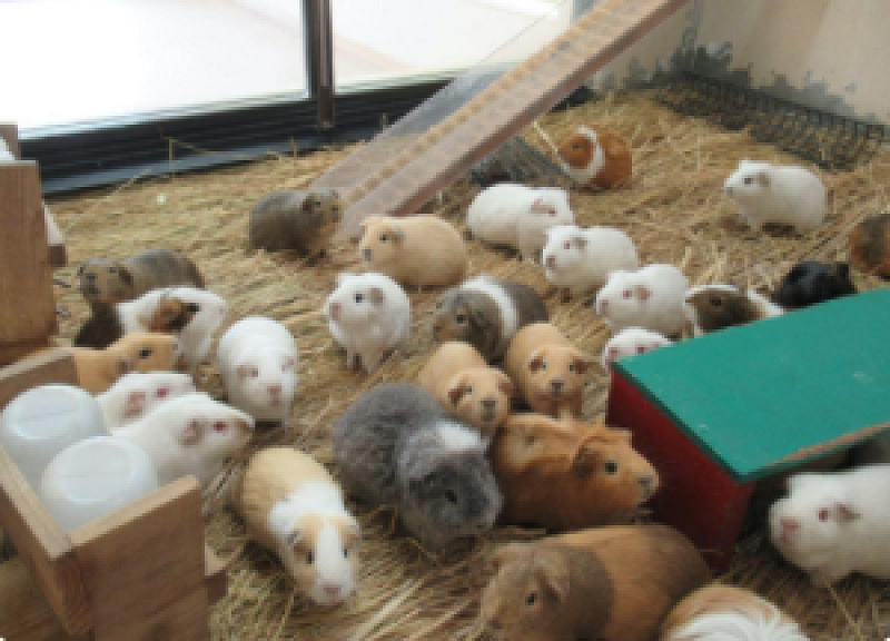京都市動物園内のランチ事情を解説！園内レストランのメニューと値段、お弁当の持ち込みはOK？