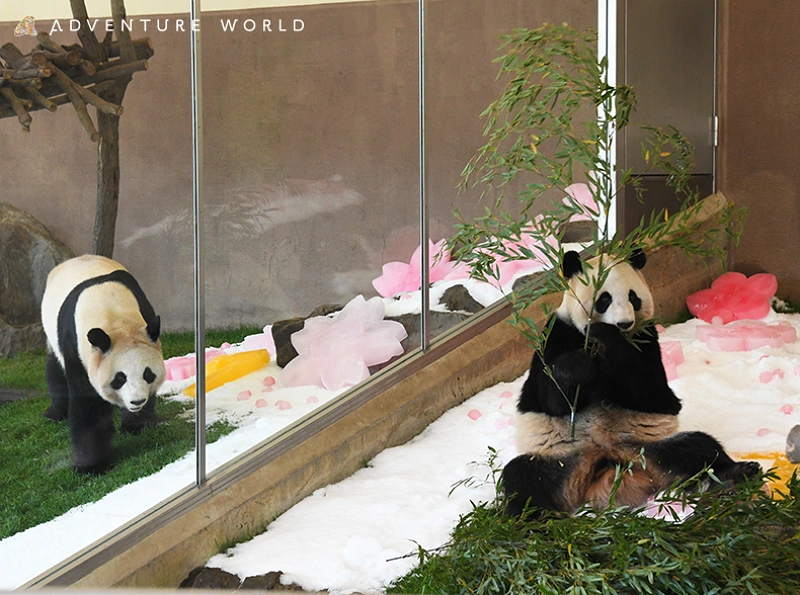 kaedehamas-older-sister-twin-