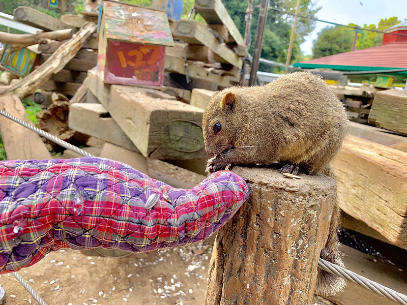 【おすすめ】町田リス園の餌やり体験レポート！200匹リス放し飼い＆至近距離に大興奮！穴場デートにも！