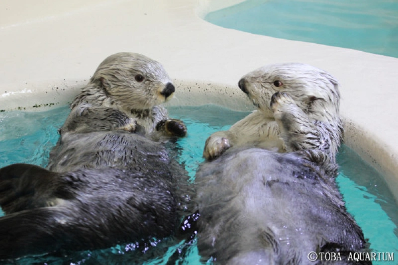 鳥羽水族館のラッコに会いに行こう！2頭のラッコのプロフィール、魅力いっぱいのラッコの秘密や生態を詳しく解説！