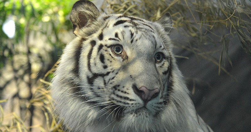 ニフレル】ホワイトタイガーの魅力を徹底解説！名前はアクア！神秘の