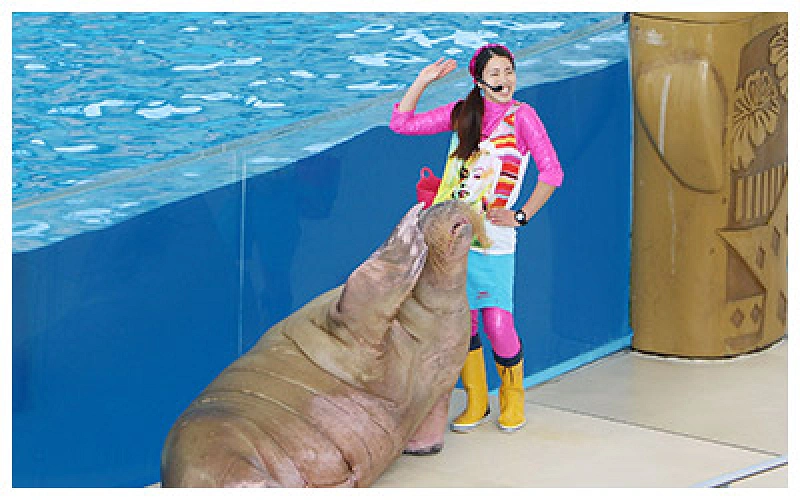 seapara-live-tv-at-hakkeijima-