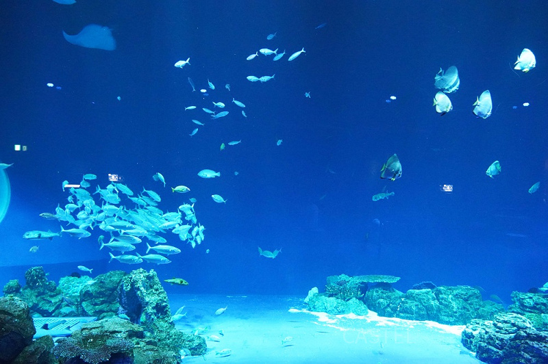 【2023】関西のおすすめ水族館全10選！海遊館・アドベンチャーワールド・京都水族館の魅力を紹介！