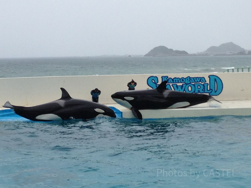 鴨川シーワールド パズル 711JS5qFHsL._UF350,350_QL50_.jpg