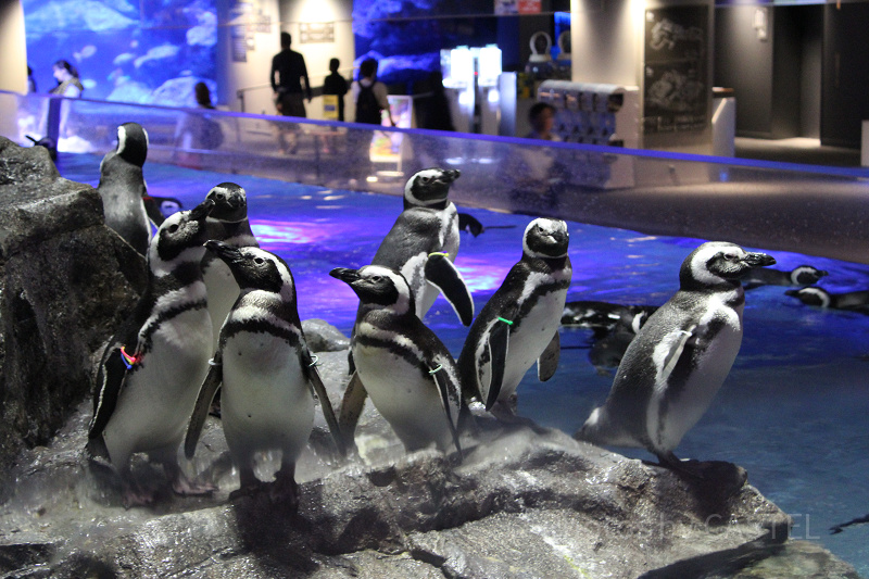 2024】すみだ水族館の料金を解説!年パスがお得&電子チケットなら 2024】すみだ水族館の料金を解説!年パスがお得&電子チケットなら