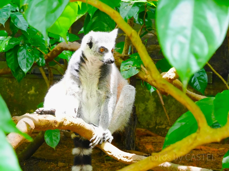 singapore-zoo-ring-tailed-