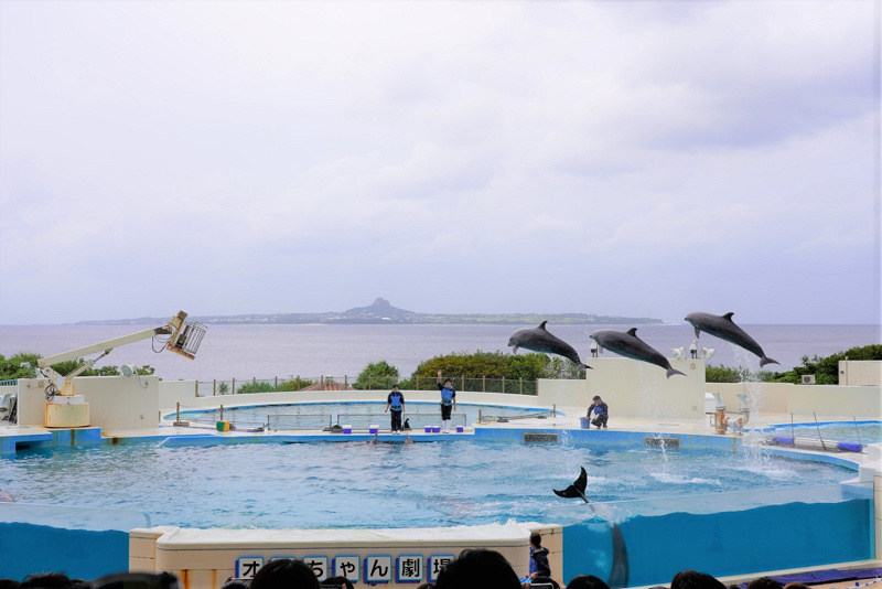 沖縄・美ら海水族館イルカショー解説！無料で見られるオキちゃん劇場の楽しみ方をお届けします！