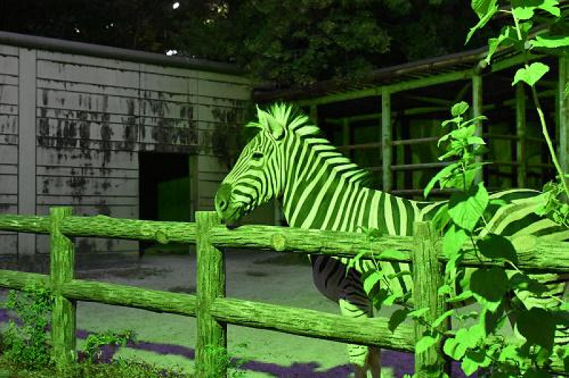 【8月開催】東山動物園のナイトズーとは？夜の動物たちを堪能できる！イベント概要・注意点まとめ！