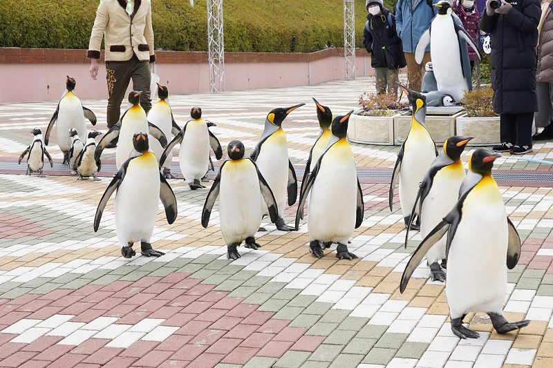 アドベンチャーワールドのペンギンを解説 全8種類の種類 人気のイベント お土産情報も