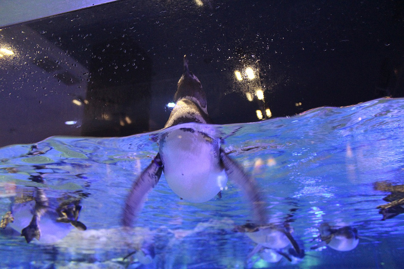 【すみだ水族館】ペンギン好き必見！名前、赤ちゃんに会える時期、ペンギンカフェを紹介！