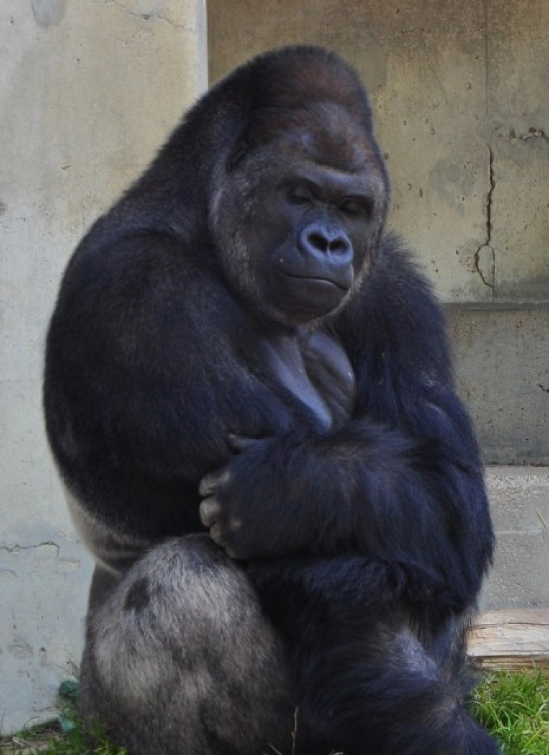 19 東山動物園のゴリラまとめ 人気のイケメンゴリラとは ゴリラ園が新たにオープン