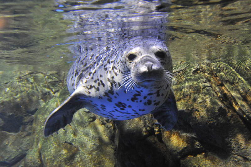 【新江ノ島水族館】おすすめ周辺ランチ特集!海鮮丼・しらす・オーシャンビューのレストランも