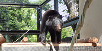 京都市動物園のツキノワグマ| キャステル | CASTEL ディズニー情報