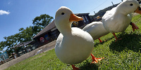 ふれあいゾーンのアヒル| キャステル | CASTEL ディズニー情報