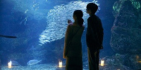 京都水族館「夜のすいぞくかん」| キャステル | CASTEL ディズニー情報