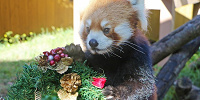クリスマスプレゼントを受け取るレッサーパンダ| キャステル | CASTEL ディズニー情報