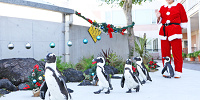 ペンギンパレード　クリスマスバージョン| キャステル | CASTEL ディズニー情報
