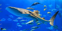 美ら海水族館のジンベエザメ| キャステル | CASTEL ディズニー情報
