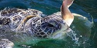 姫路市立水族館| キャステル | CASTEL ディズニー情報