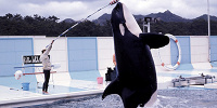 鴨川シーワールド　シャチのトレーニングの様子| キャステル | CASTEL ディズニー情報