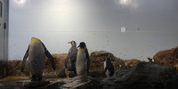 アクアパーク品川内にはペンギンたちもいますよ！| キャステル | CASTEL ディズニー情報