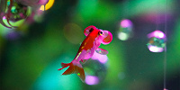 金魚ミュージアム| キャステル | CASTEL ディズニー情報