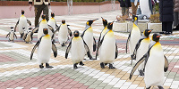アニマルカーニバルに登場したペンギン| キャステル | CASTEL ディズニー情報