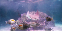 シーライフ名古屋の魚たち| キャステル | CASTEL ディズニー情報