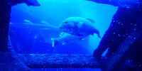 シーアクアリウム：難破船の残骸をすみかにする魚たち| キャステル | CASTEL ディズニー情報