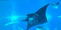 シーアクアリウム：空を飛ぶように泳ぐマンタは大迫力！| キャステル | CASTEL ディズニー情報
