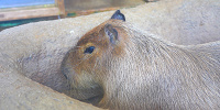 新江ノ島水族館（えのすい）：カピバラ| キャステル | CASTEL ディズニー情報