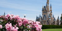 春先は華やかなディズニーランド| キャステル | CASTEL ディズニー情報