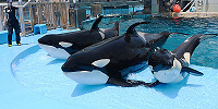 名古屋港水族館のシャチ| キャステル | CASTEL ディズニー情報