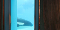 オーシャンのシャチが見える窓| キャステル | CASTEL ディズニー情報