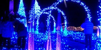 なばなの里　光の雲海| キャステル | CASTEL ディズニー情報
