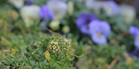 クリッターカントリーの花壇です。| キャステル | CASTEL ディズニー情報