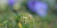 同じくクリッターカントリーの花壇です。| キャステル | CASTEL ディズニー情報