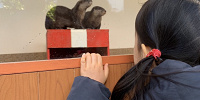 カワウソ・グリーティングタイム| キャステル | CASTEL ディズニー情報