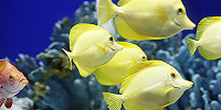 海遊館内にいる熱帯魚も見どころの1つ| キャステル | CASTEL ディズニー情報