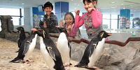 「イワトビペンギン」の水槽| キャステル | CASTEL ディズニー情報
