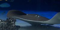 サンシャイン水族館の混雑状況：狙い目②| キャステル | CASTEL ディズニー情報