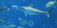 美ら海水族館とは| キャステル | CASTEL ディズニー情報