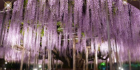 あしかがフラワーパークの藤| キャステル | CASTEL ディズニー情報