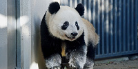 上野動物園のシャンシャン| キャステル | CASTEL ディズニー情報