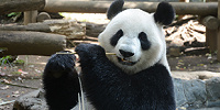 上野動物園のシンシン| キャステル | CASTEL ディズニー情報