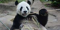 上野動物園のリーリー| キャステル | CASTEL ディズニー情報
