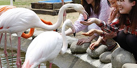  ふれあい動物王国| キャステル | CASTEL ディズニー情報